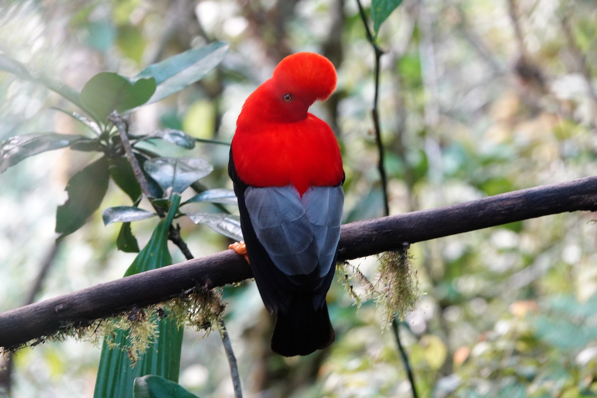 Andean Cock-of-the-rock - ML637965324