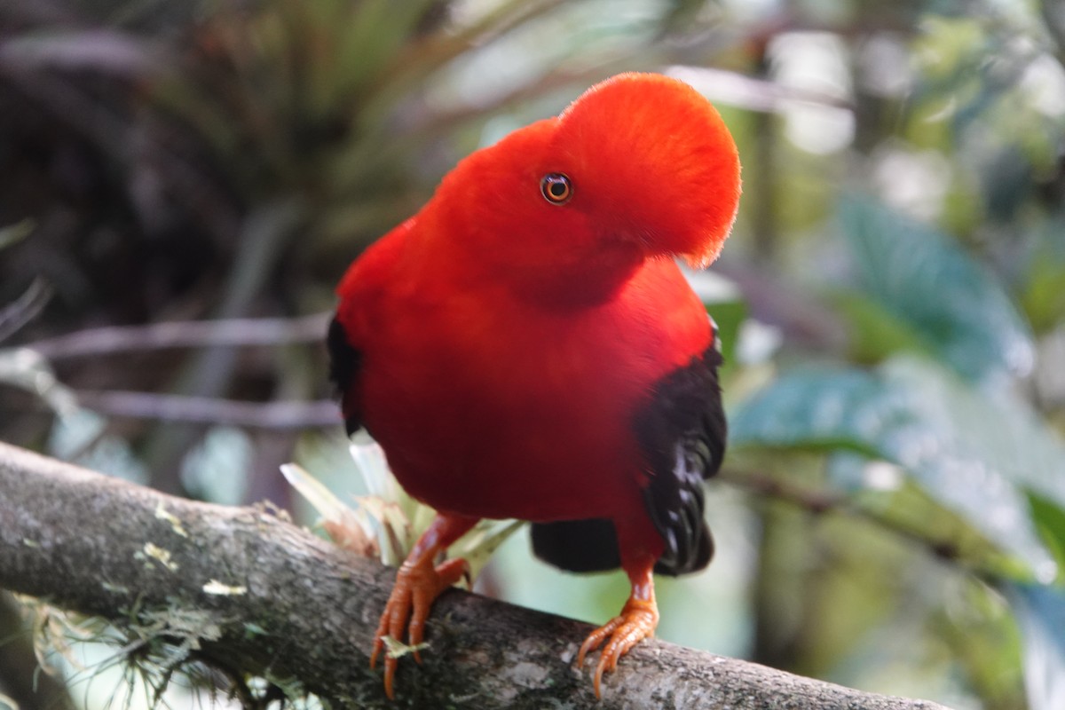Andean Cock-of-the-rock - ML637965325