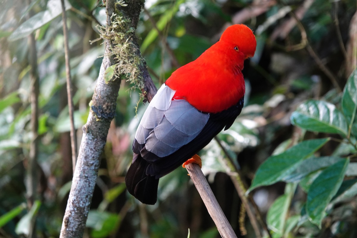 Andean Cock-of-the-rock - ML637965327