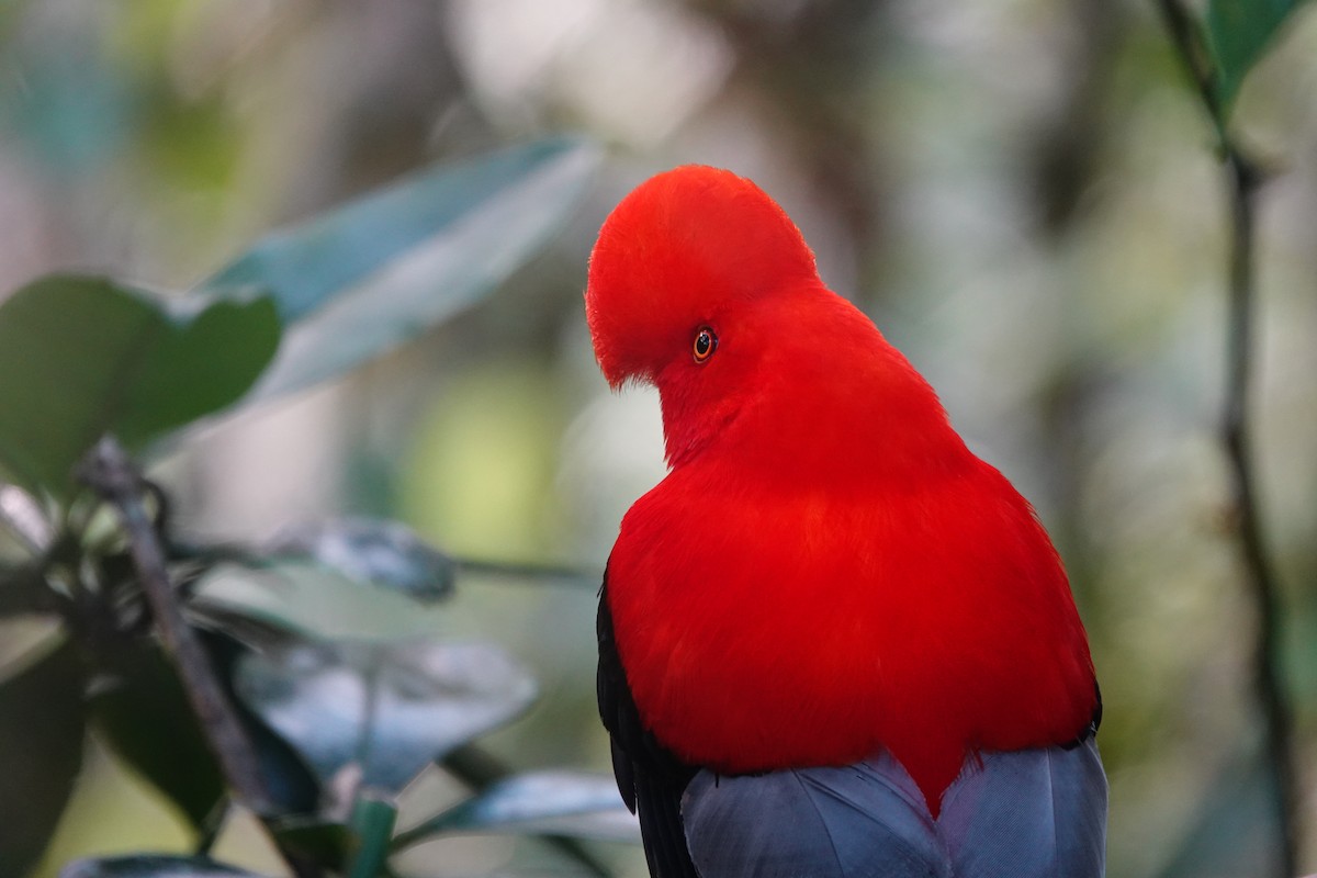 Andean Cock-of-the-rock - ML637965328