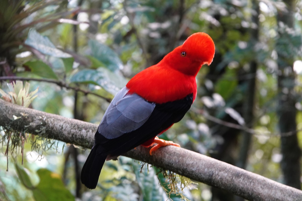 Andean Cock-of-the-rock - ML637965329