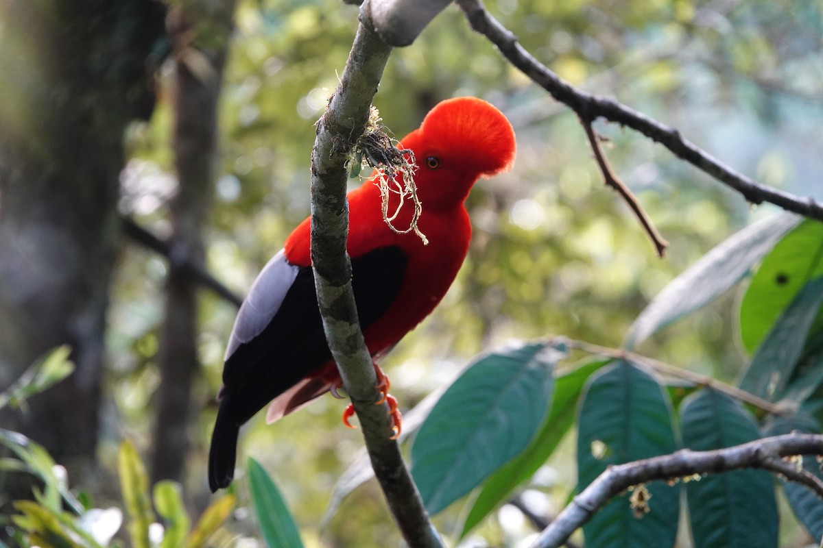 Andean Cock-of-the-rock - ML637965330