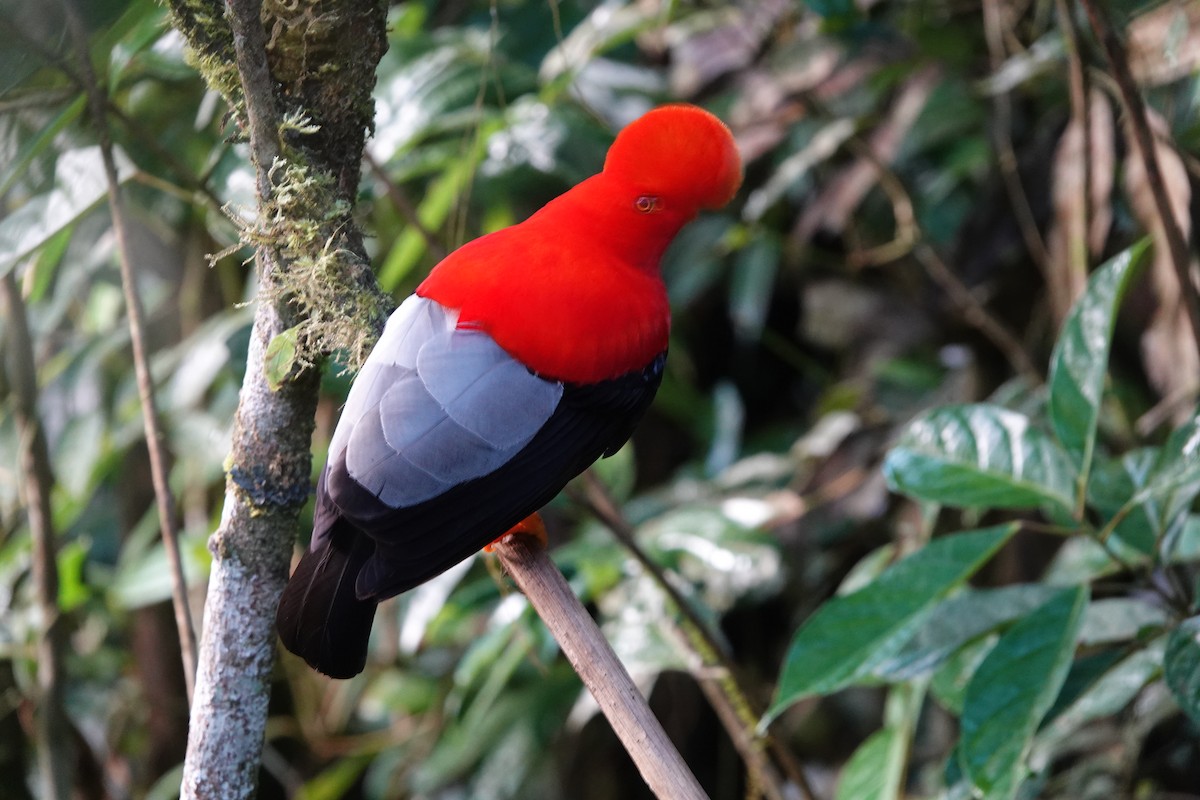 Andean Cock-of-the-rock - ML637965331