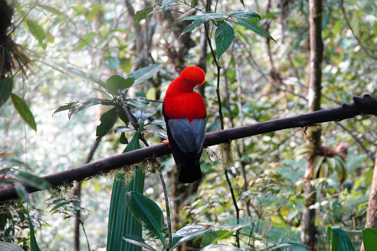 Andean Cock-of-the-rock - ML637965333