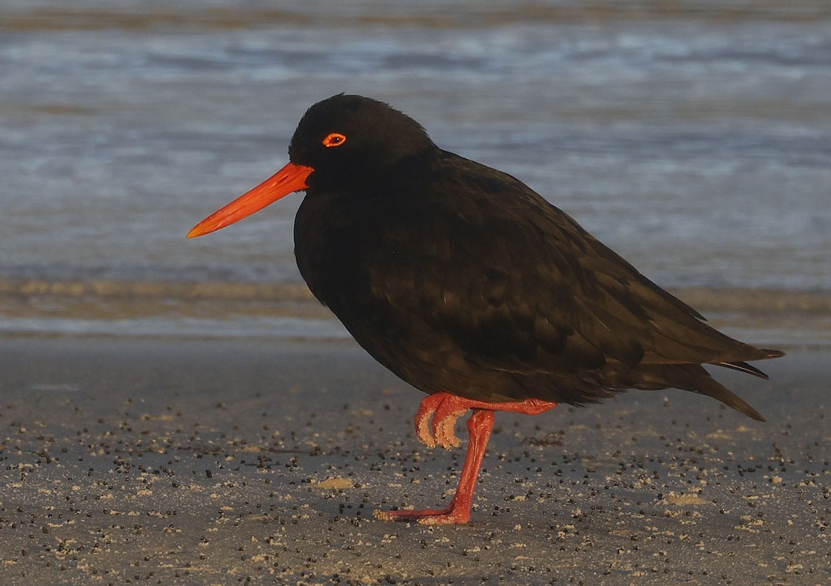 African Oystercatcher - ML637965363