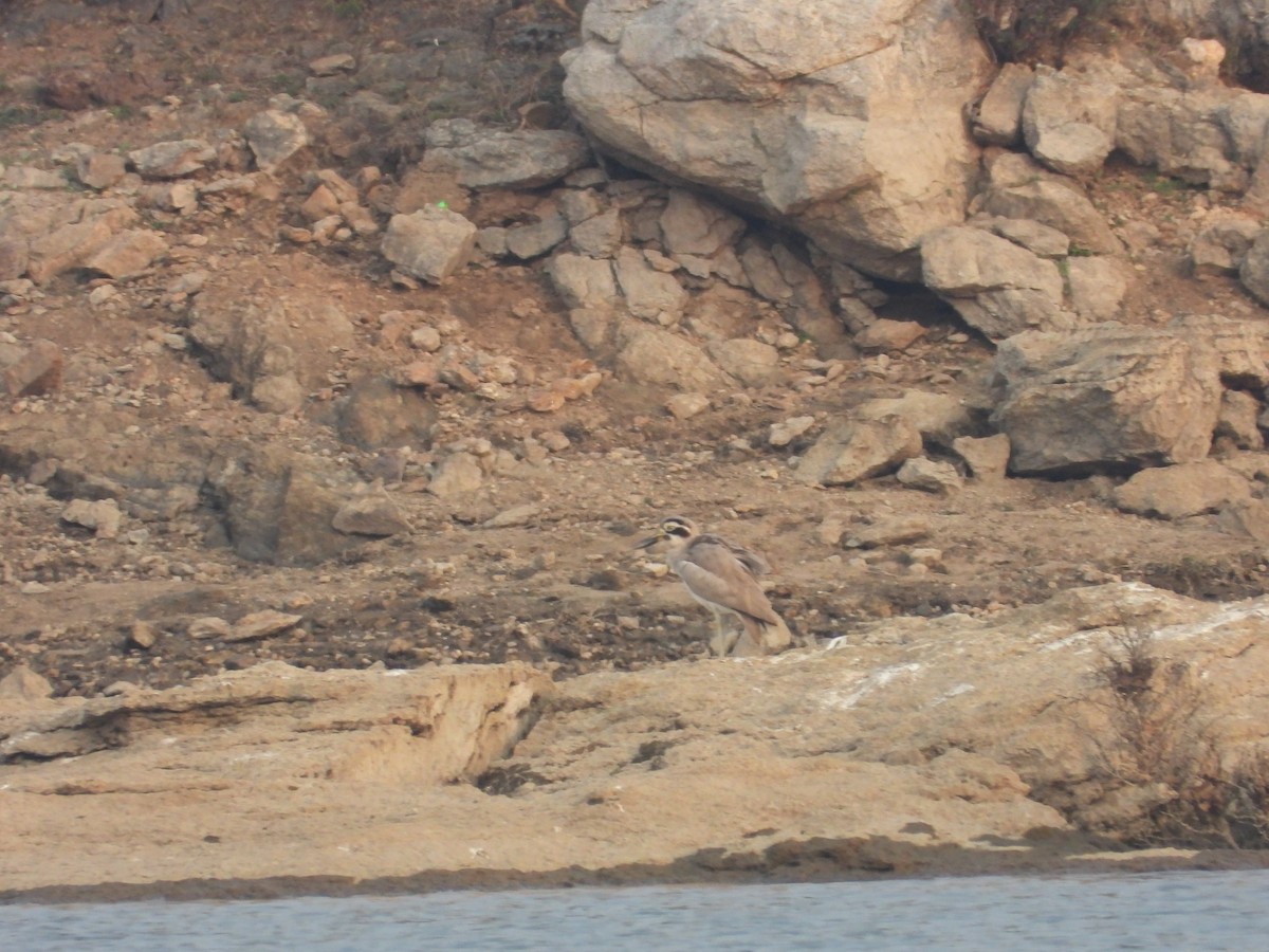 Great Thick-knee - ML637965365