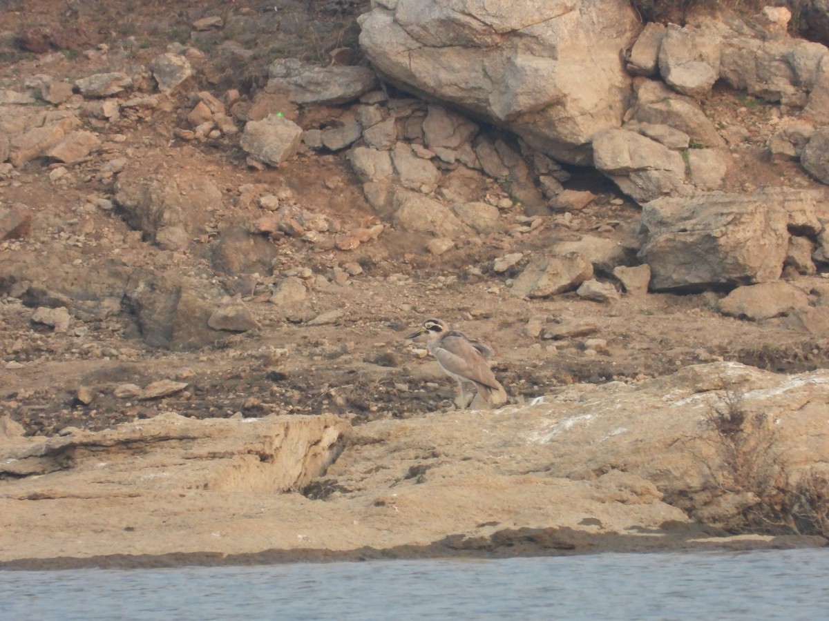 Great Thick-knee - ML637965367