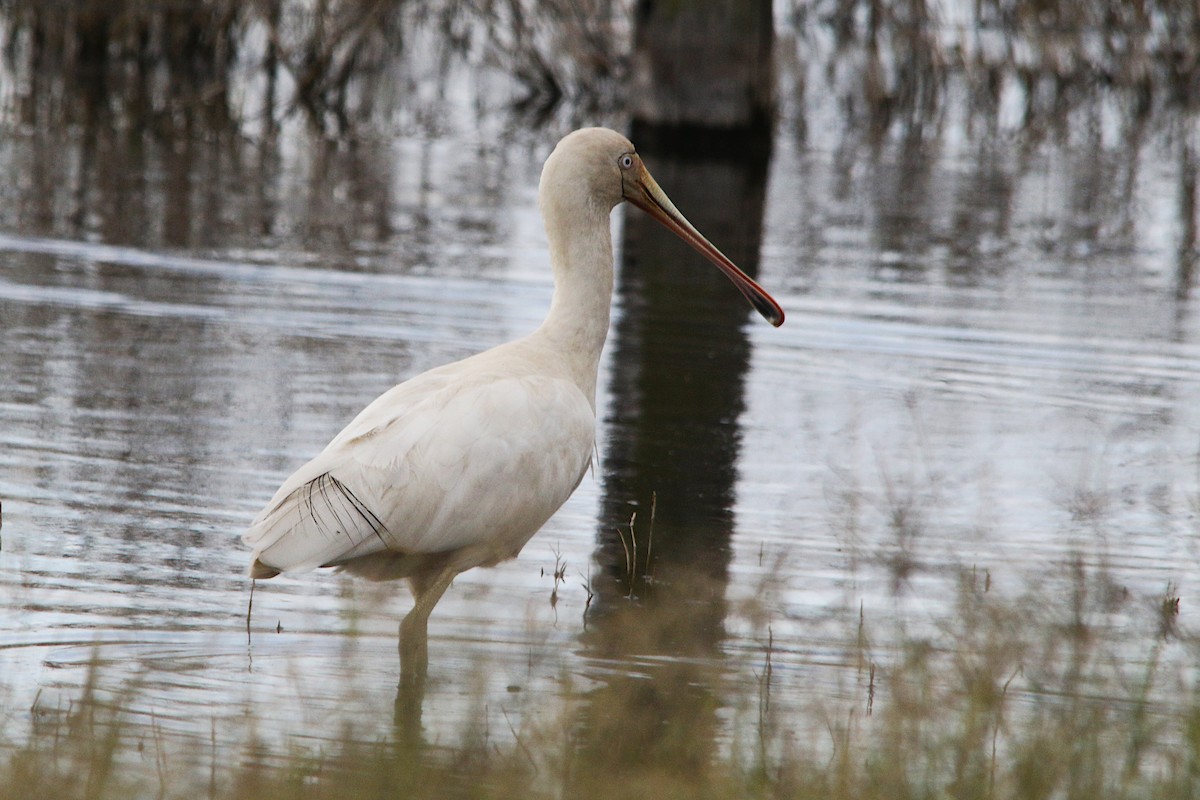 Yellow-billed Spoonbill - ML637965371