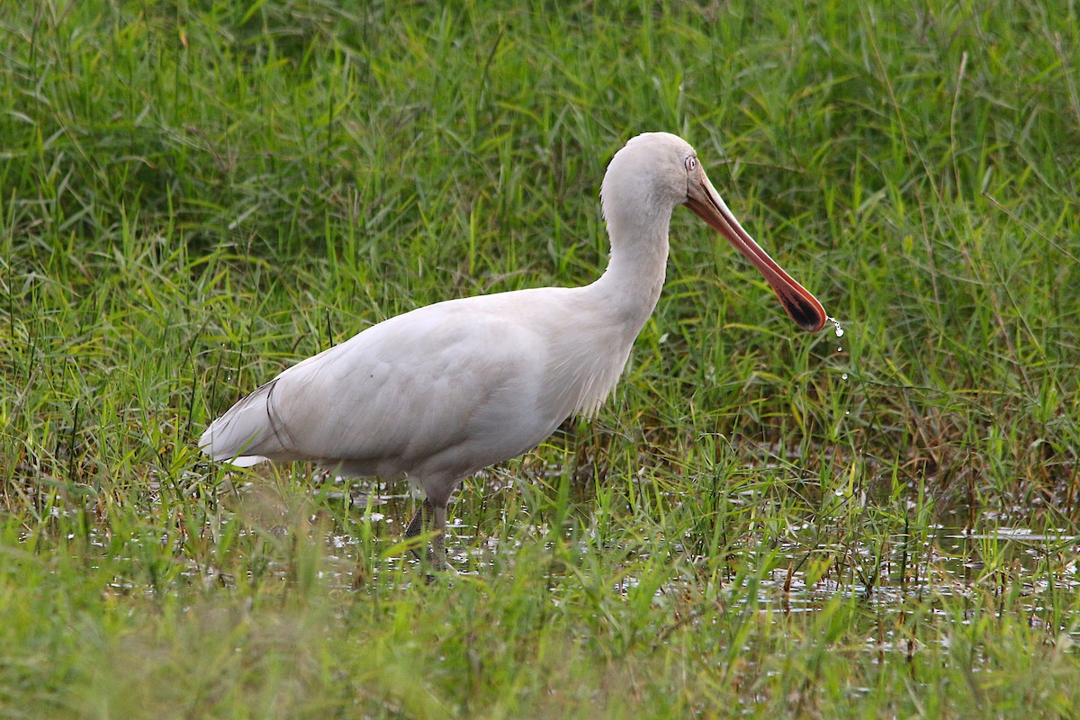 Yellow-billed Spoonbill - ML637965372
