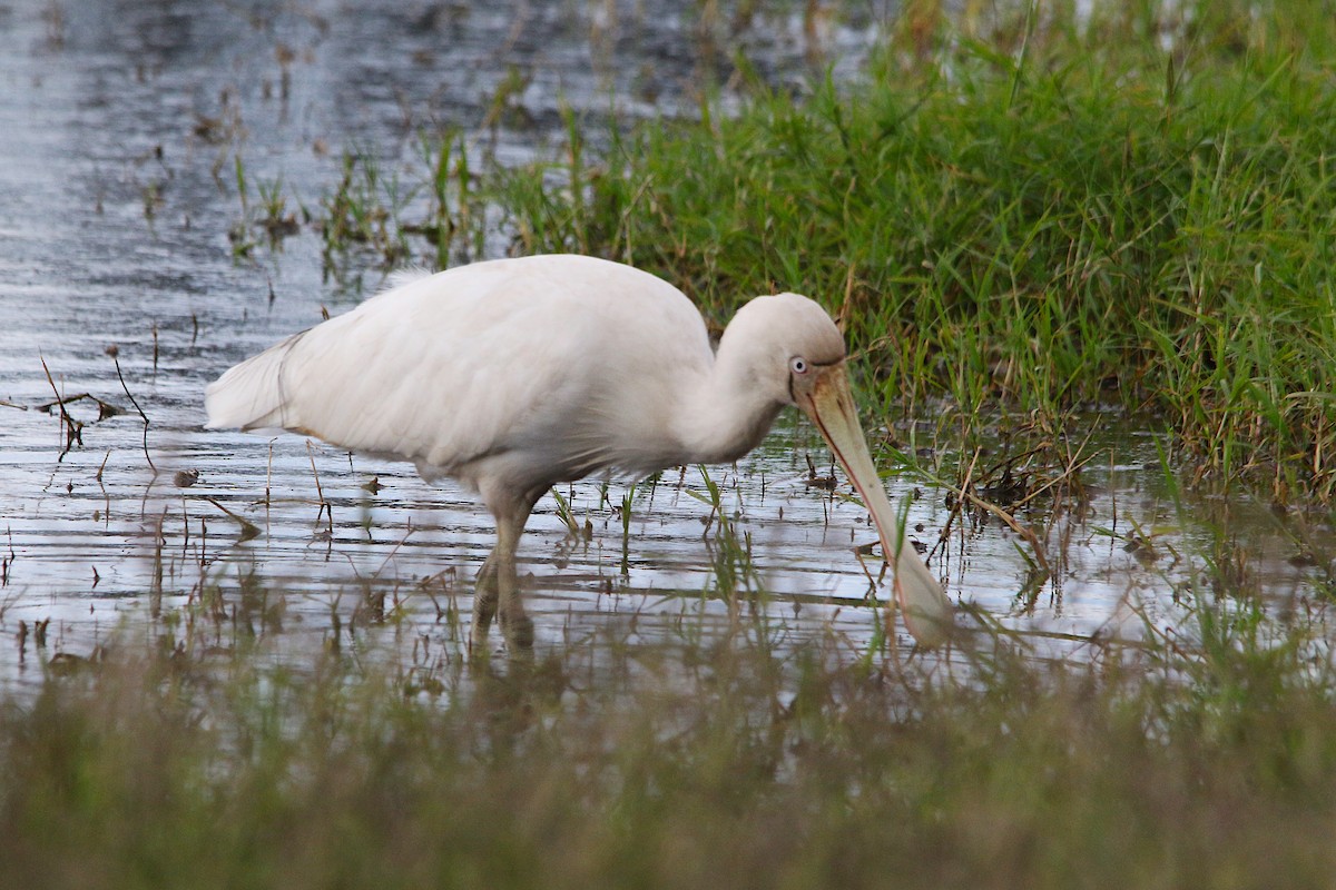 Yellow-billed Spoonbill - ML637965373