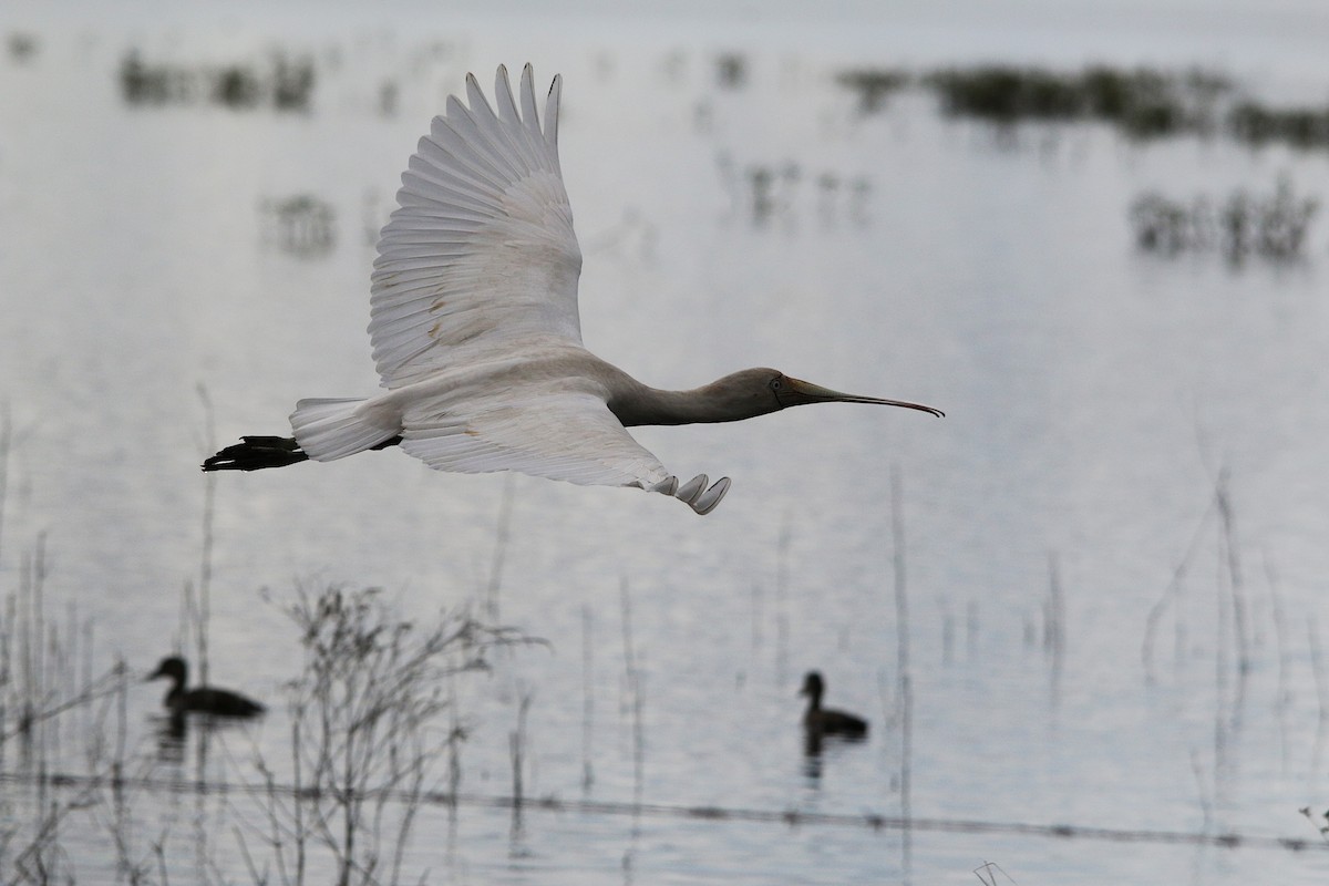Yellow-billed Spoonbill - ML637965374