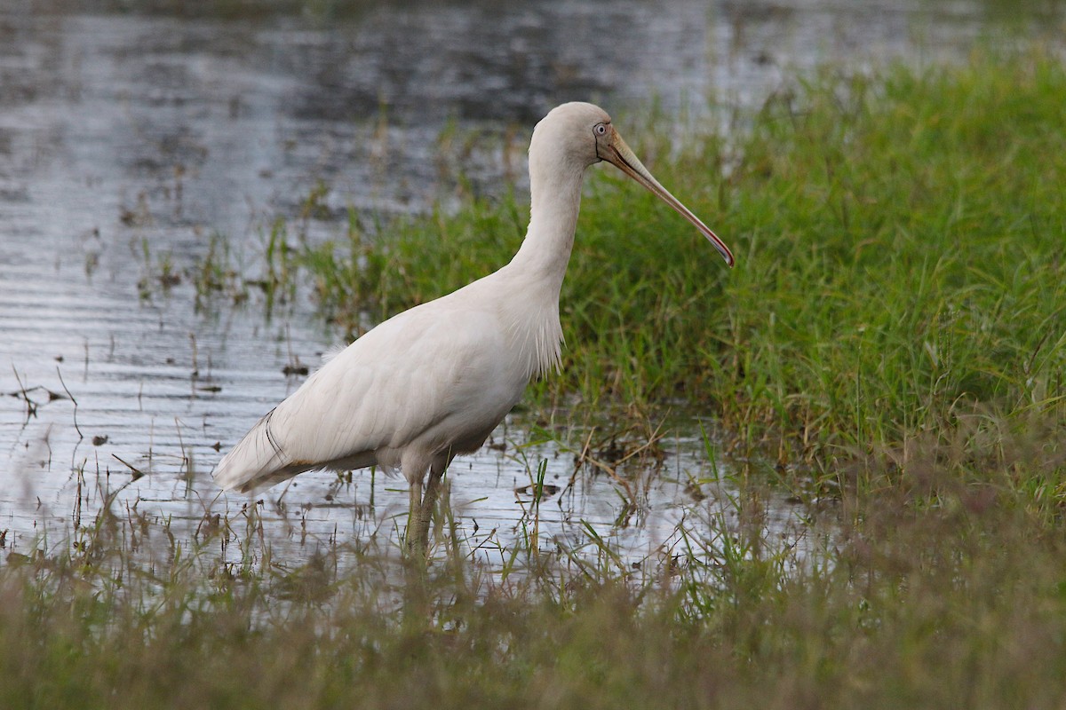 Yellow-billed Spoonbill - ML637965376