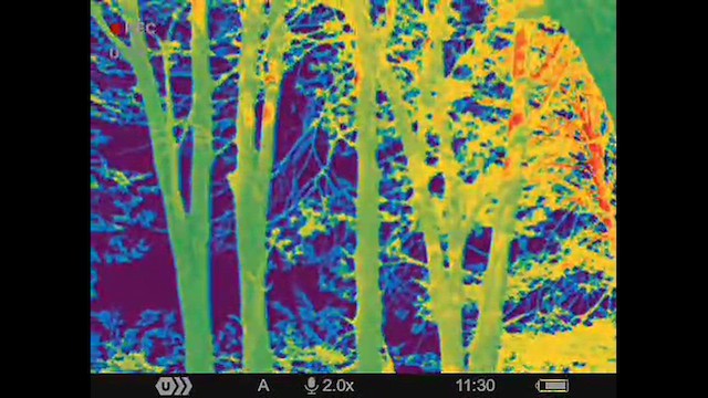 Magellanic Woodpecker - ML637965388