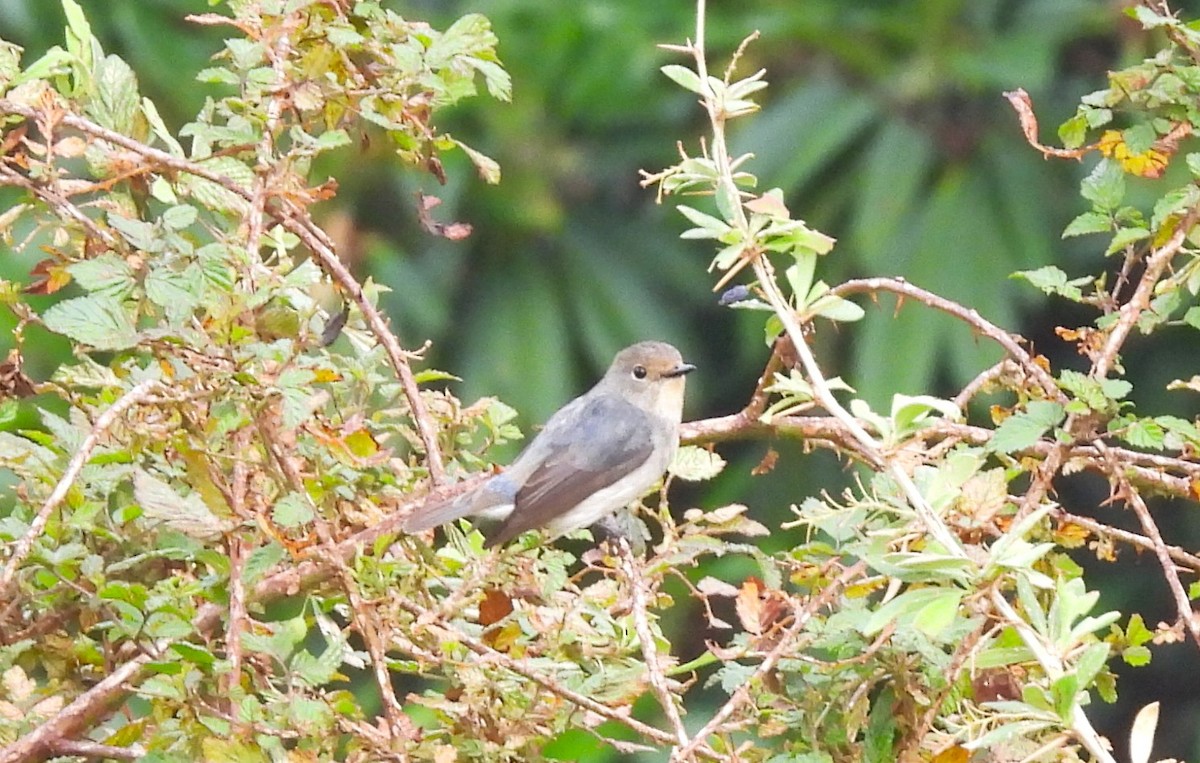 Ultramarine Flycatcher - ML637965395