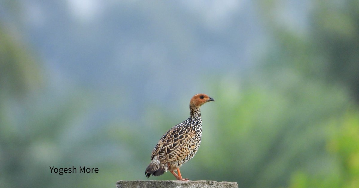 Painted Francolin - ML637965444