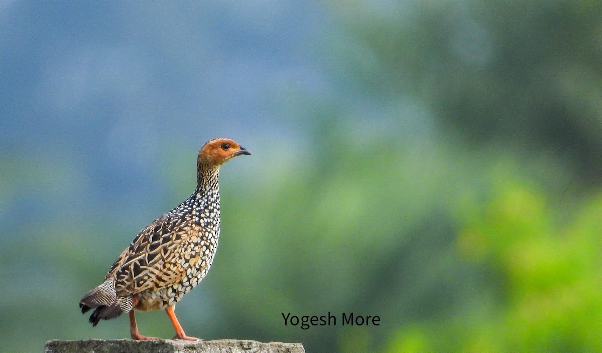 Painted Francolin - ML637965446