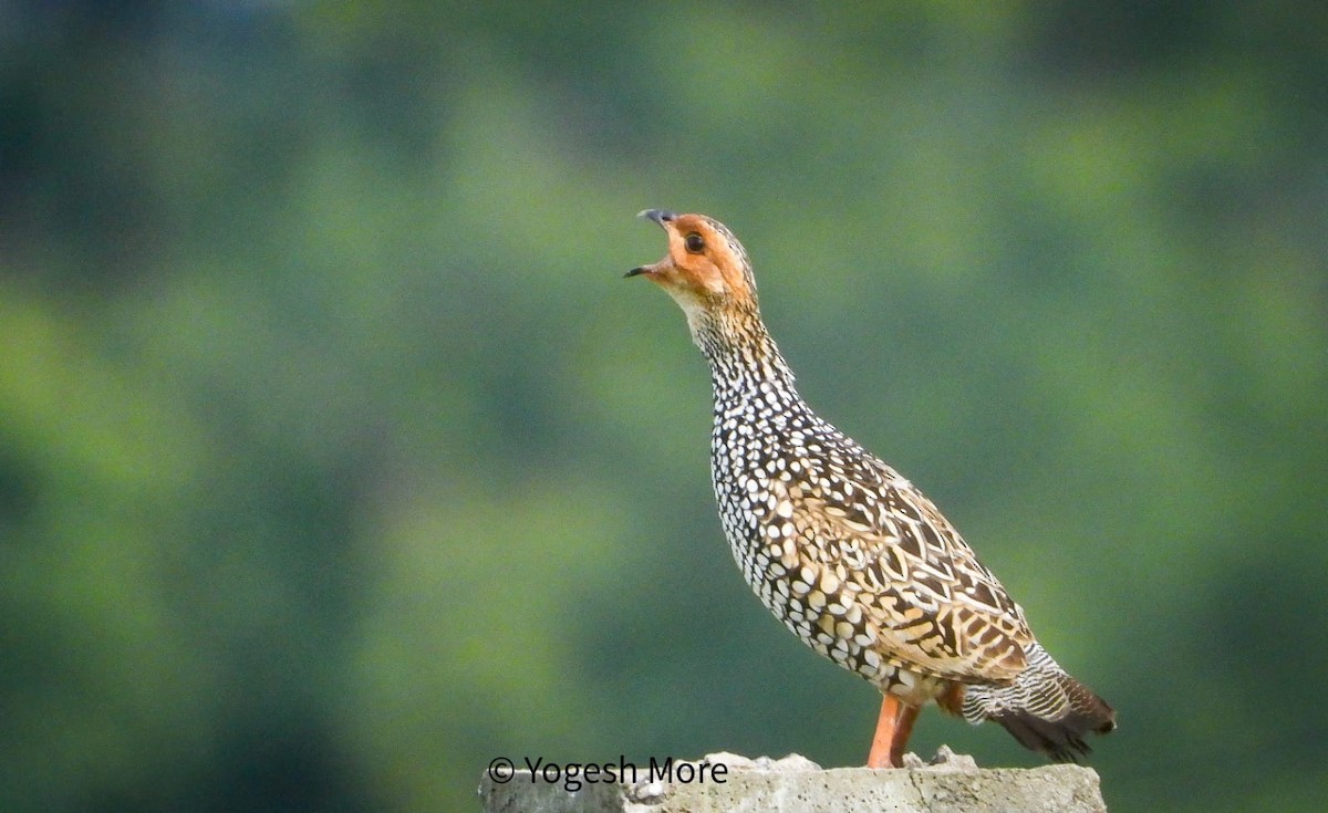 Painted Francolin - ML637965447