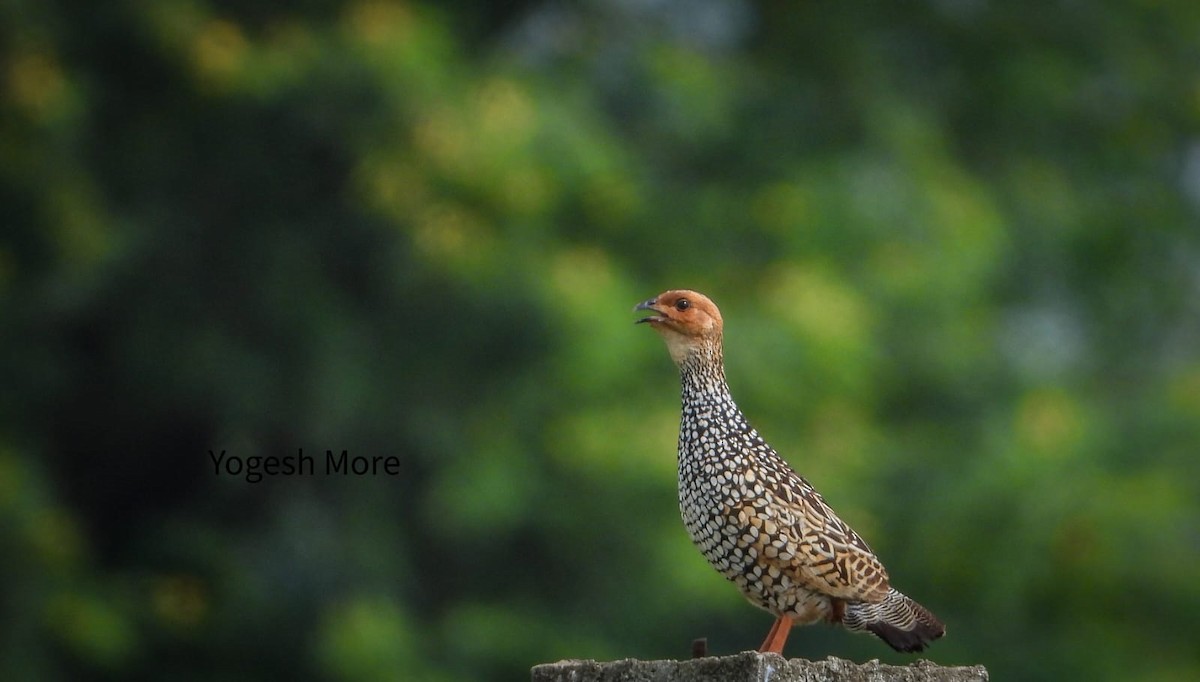 Painted Francolin - ML637965448