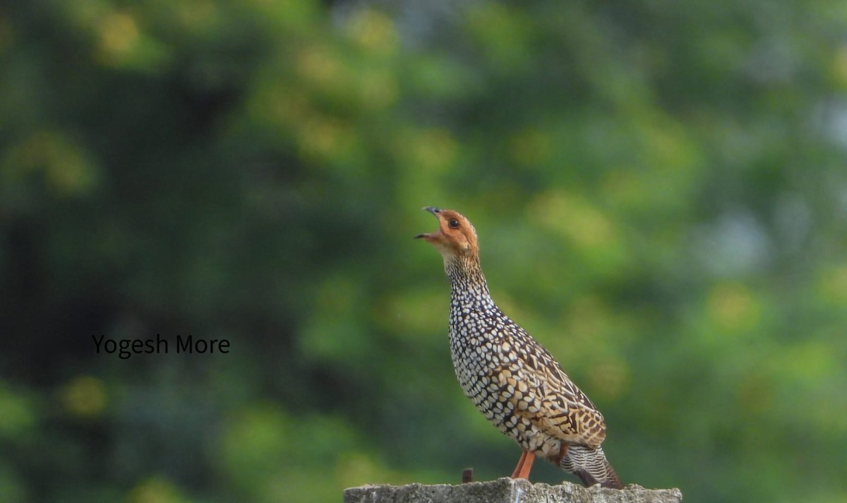 Painted Francolin - ML637965449
