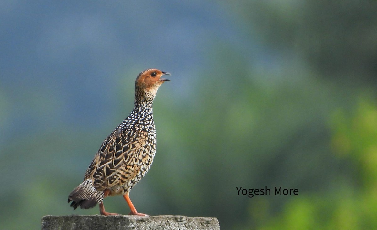 Painted Francolin - ML637965450
