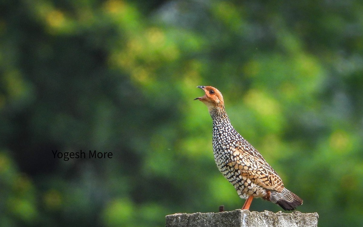 Painted Francolin - ML637965451