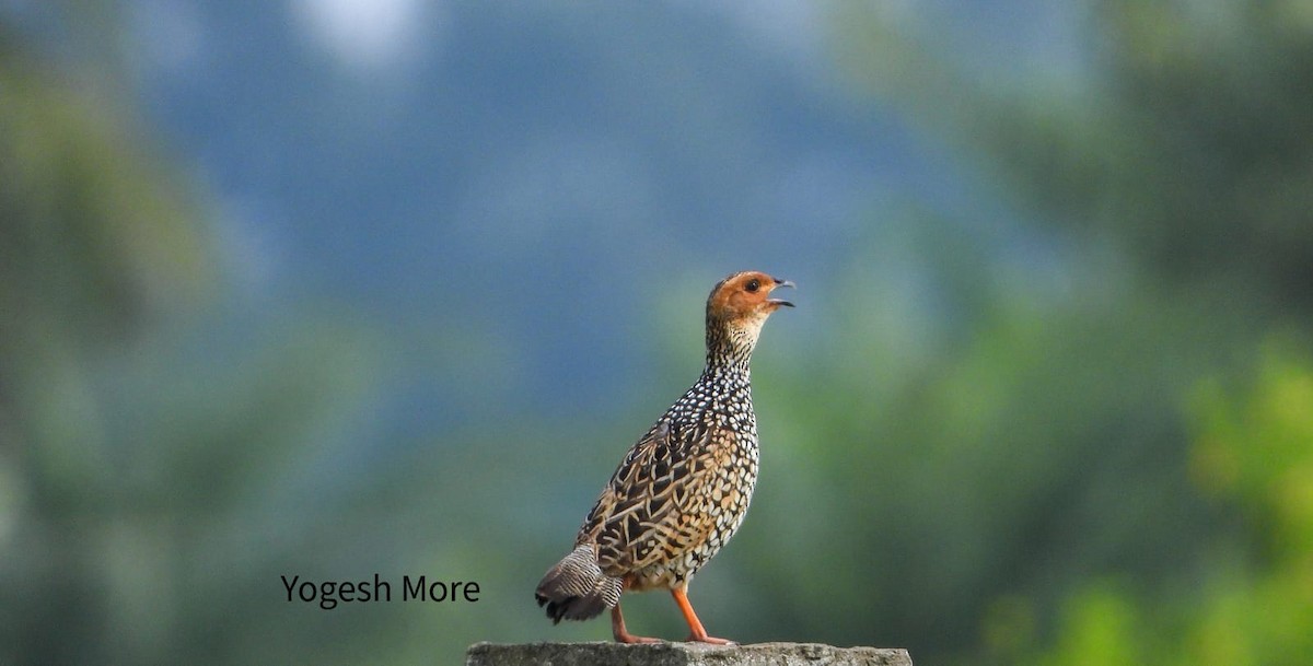 Painted Francolin - ML637965452
