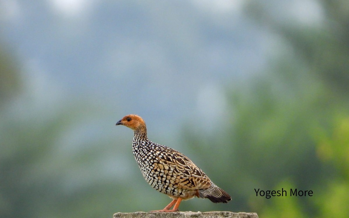 Painted Francolin - ML637965453
