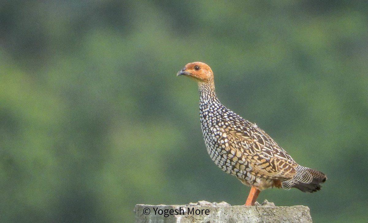 Painted Francolin - ML637965454