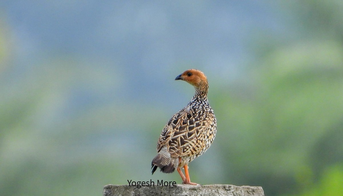Painted Francolin - ML637965455