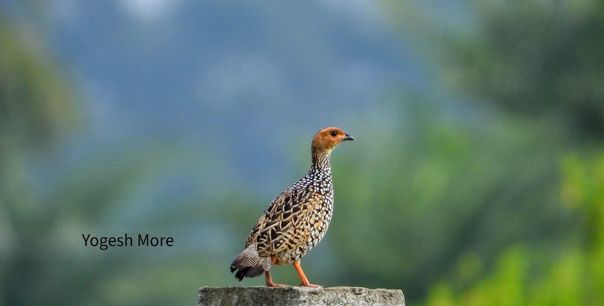 Painted Francolin - ML637965456