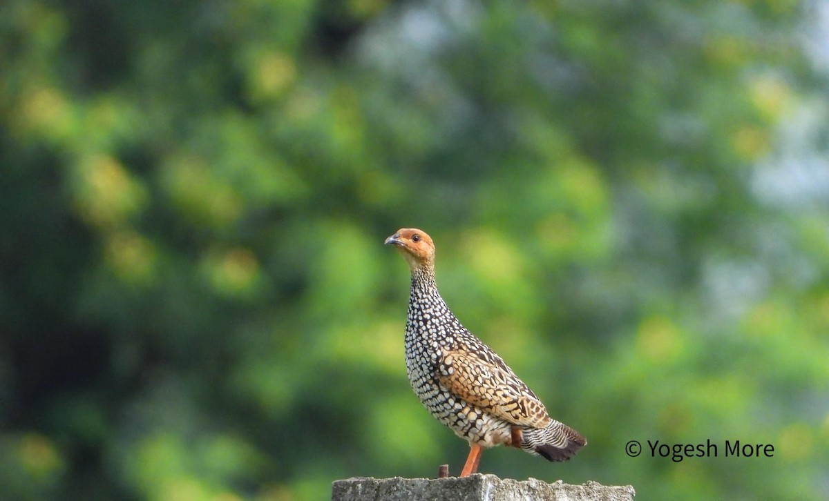 Painted Francolin - ML637965458