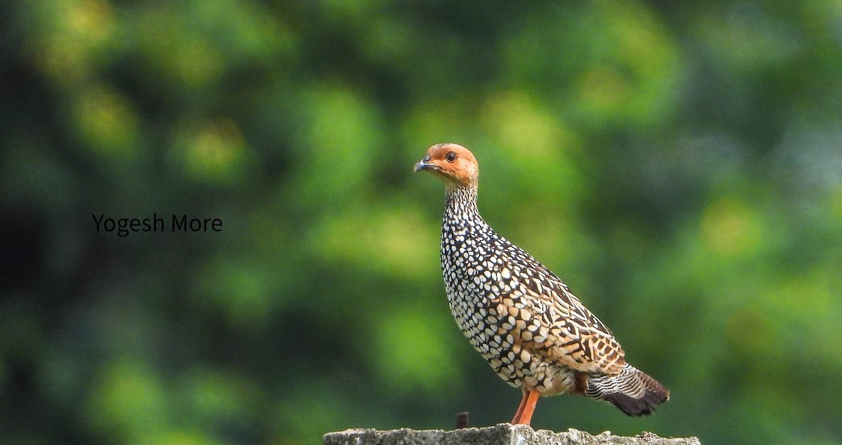 Painted Francolin - ML637965459