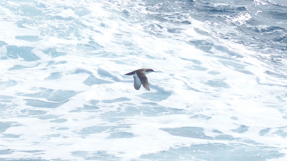 Yelkouan Shearwater - ML637965488