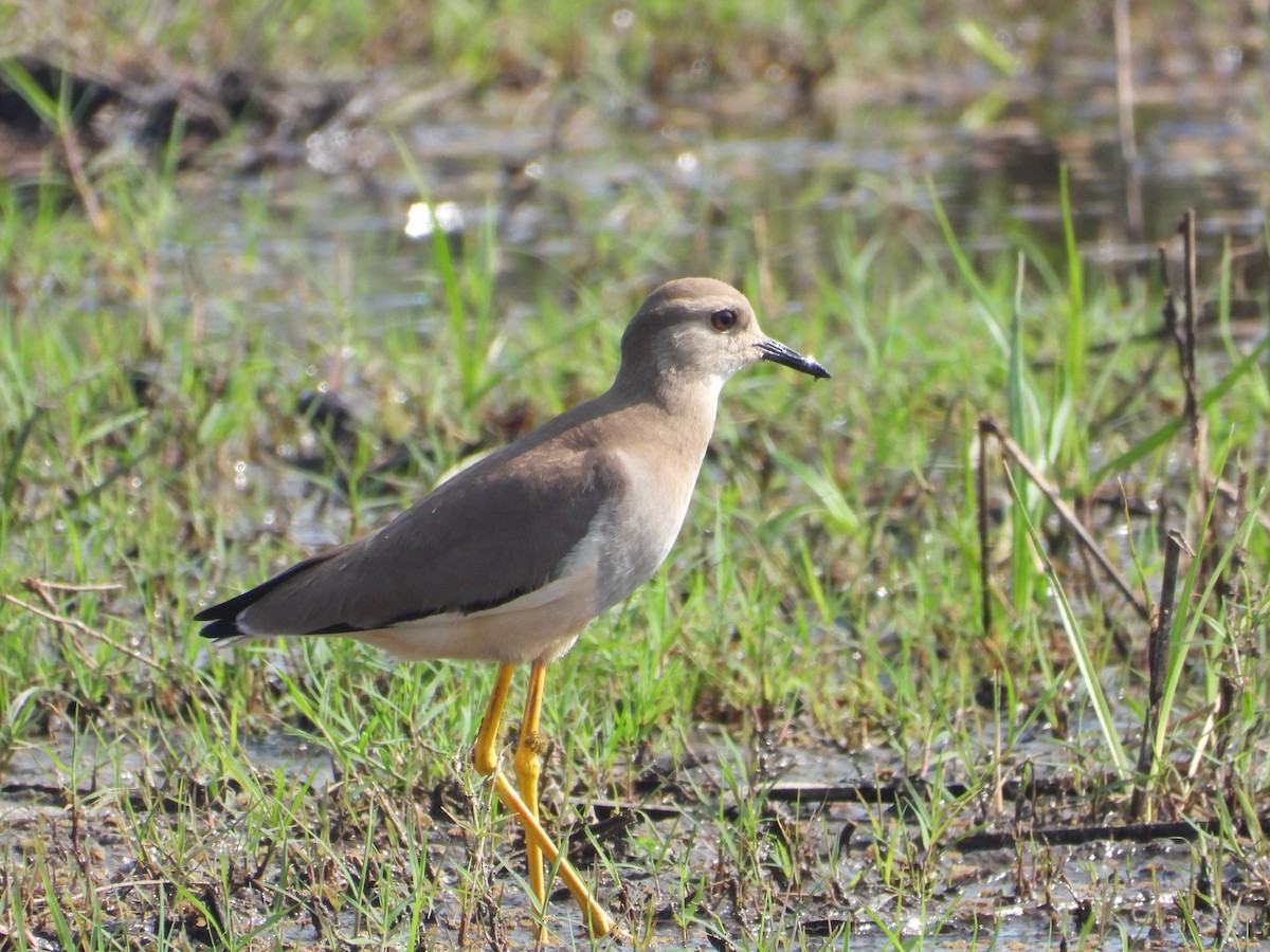 White-tailed Lapwing - ML637965493