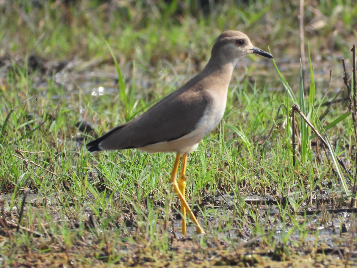 White-tailed Lapwing - ML637965494
