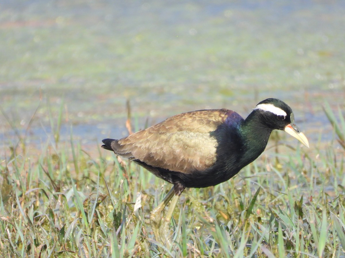 Bronze-winged Jacana - ML637965498