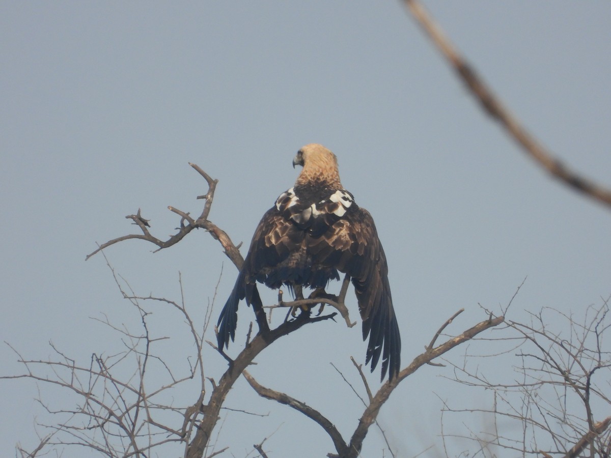 Aigle impérial - ML637965538