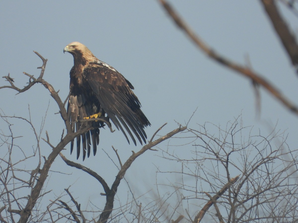 Aigle impérial - ML637965539