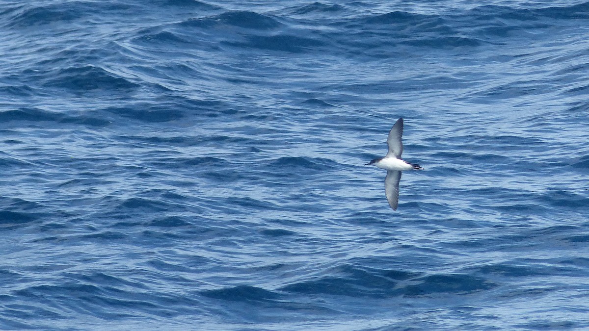Yelkouan Shearwater - ML637965542