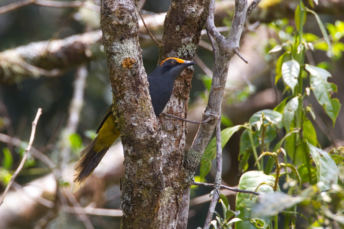 Fiery-browed Myna - ML637965594