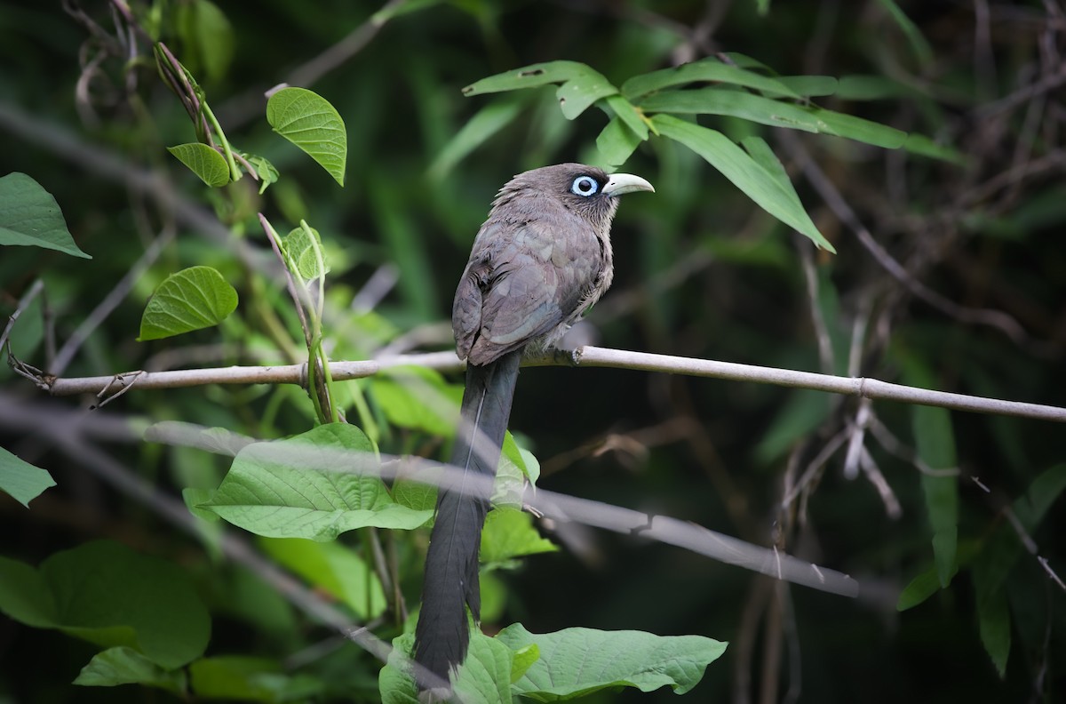 Blue-faced Malkoha - ML637965598