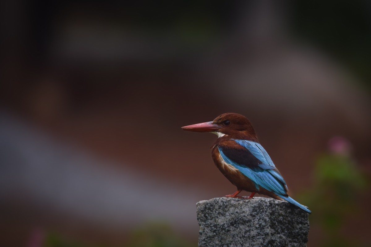 White-throated Kingfisher - ML637965605