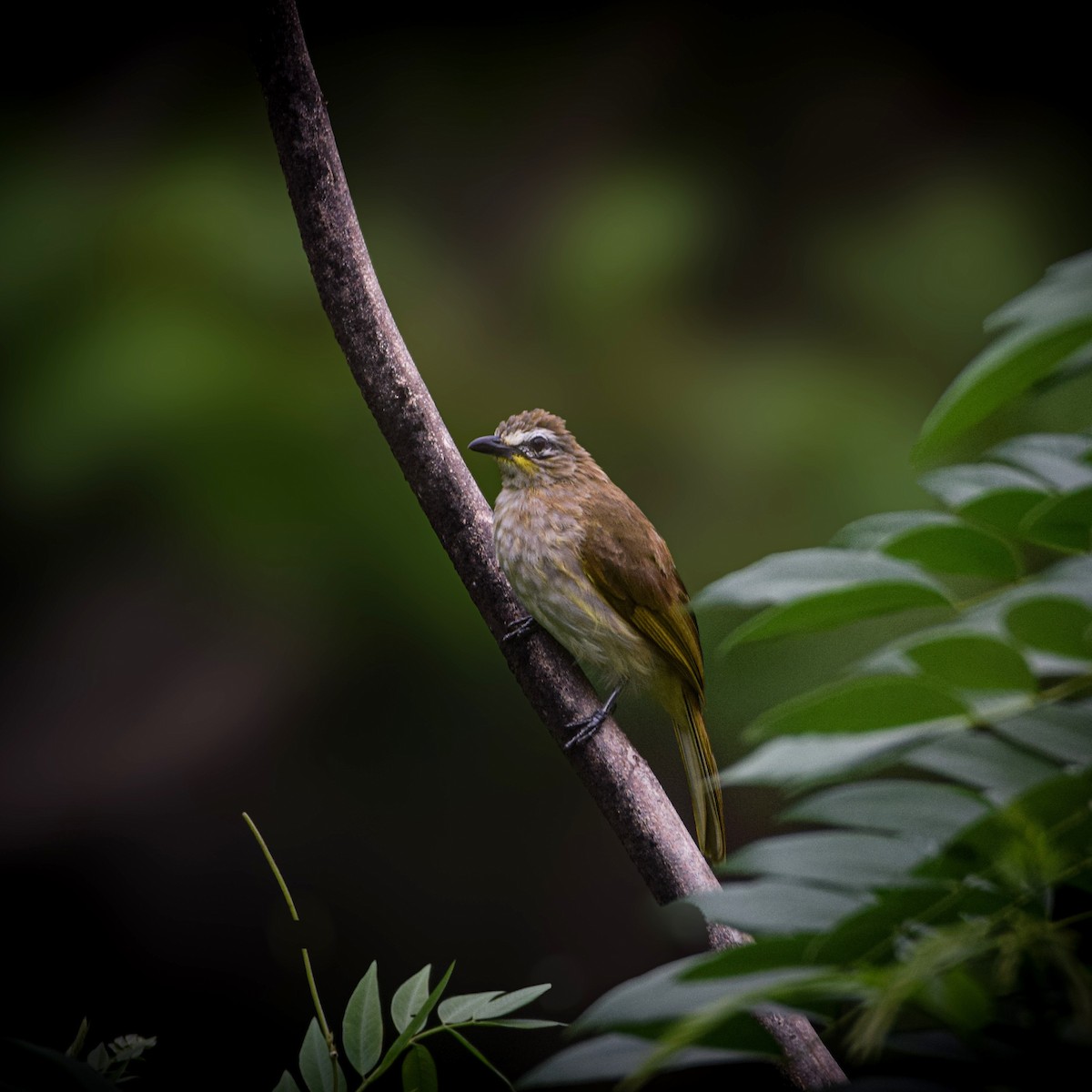 White-browed Bulbul - ML637965617