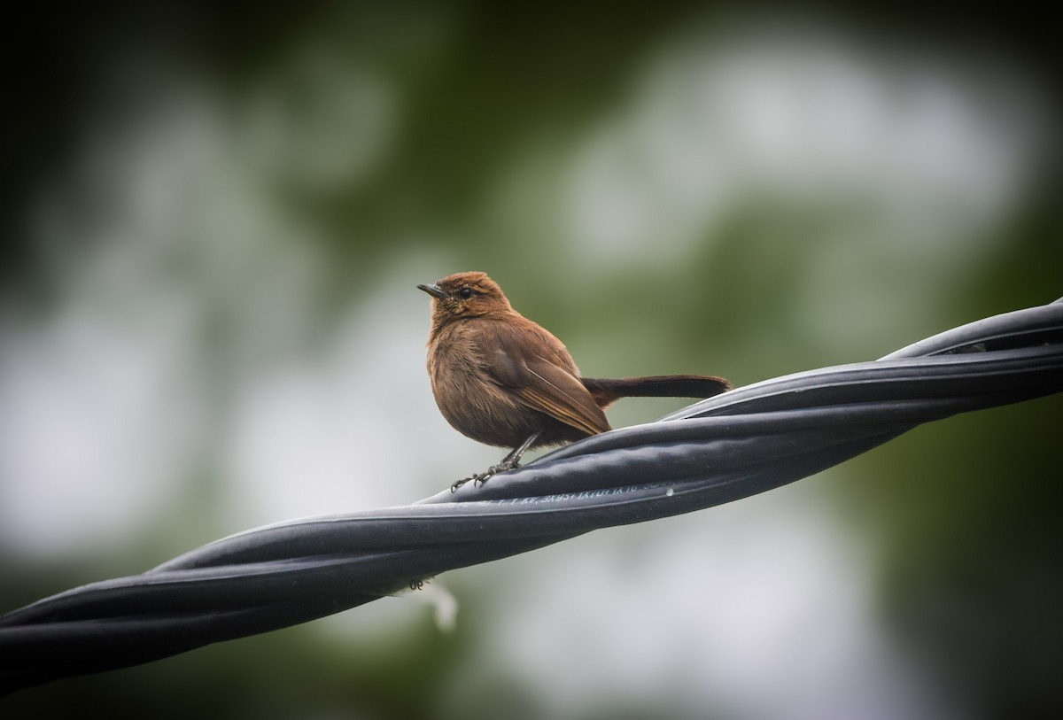 Indian Robin - ML637965633