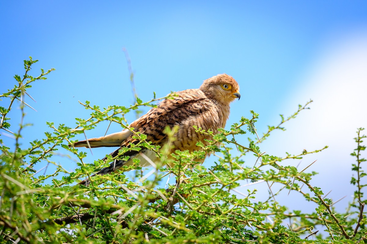 Greater Kestrel - ML637965637