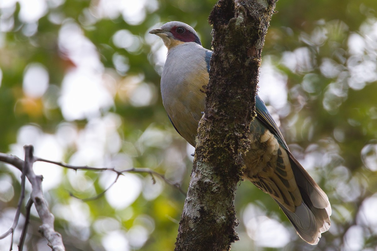 Red-eared Fruit-Dove - ML637965644