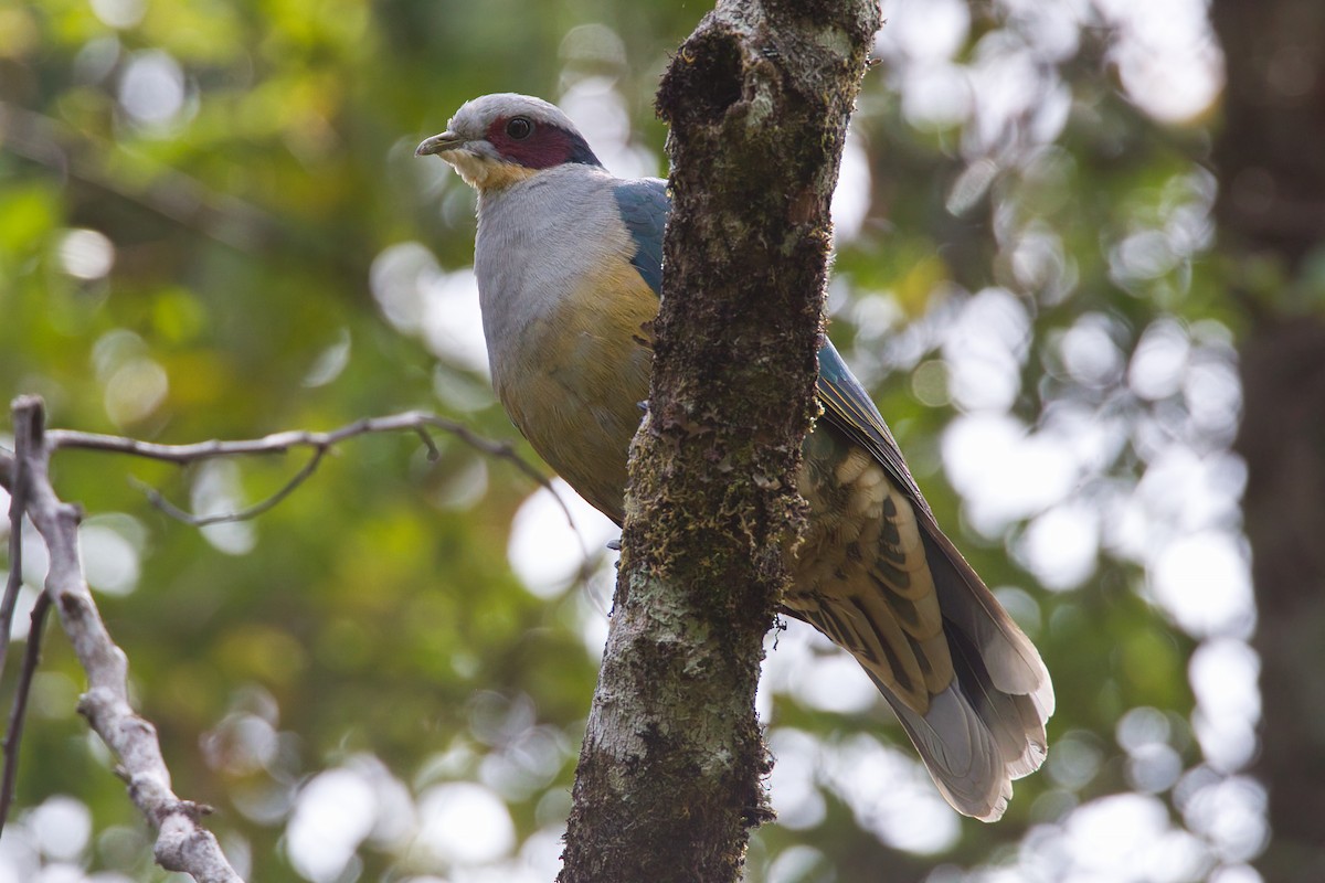 Red-eared Fruit-Dove - ML637965645