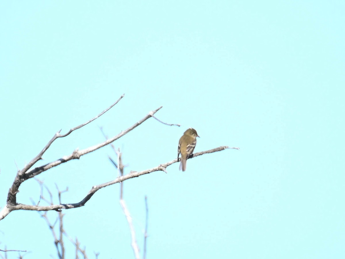 Alder Flycatcher - ML637965654