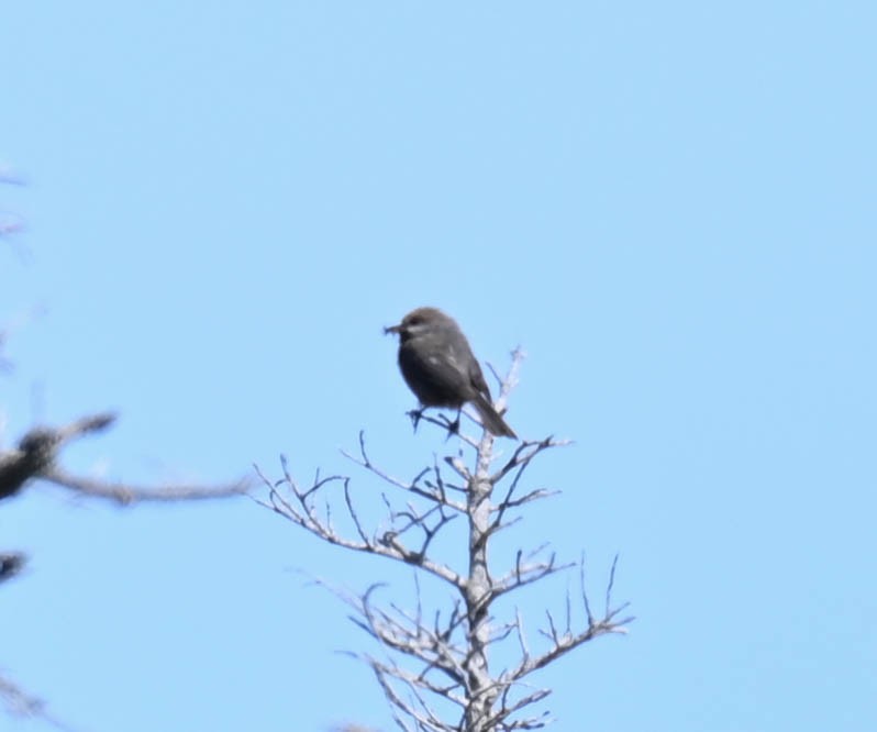 Boreal Chickadee - ML637965657