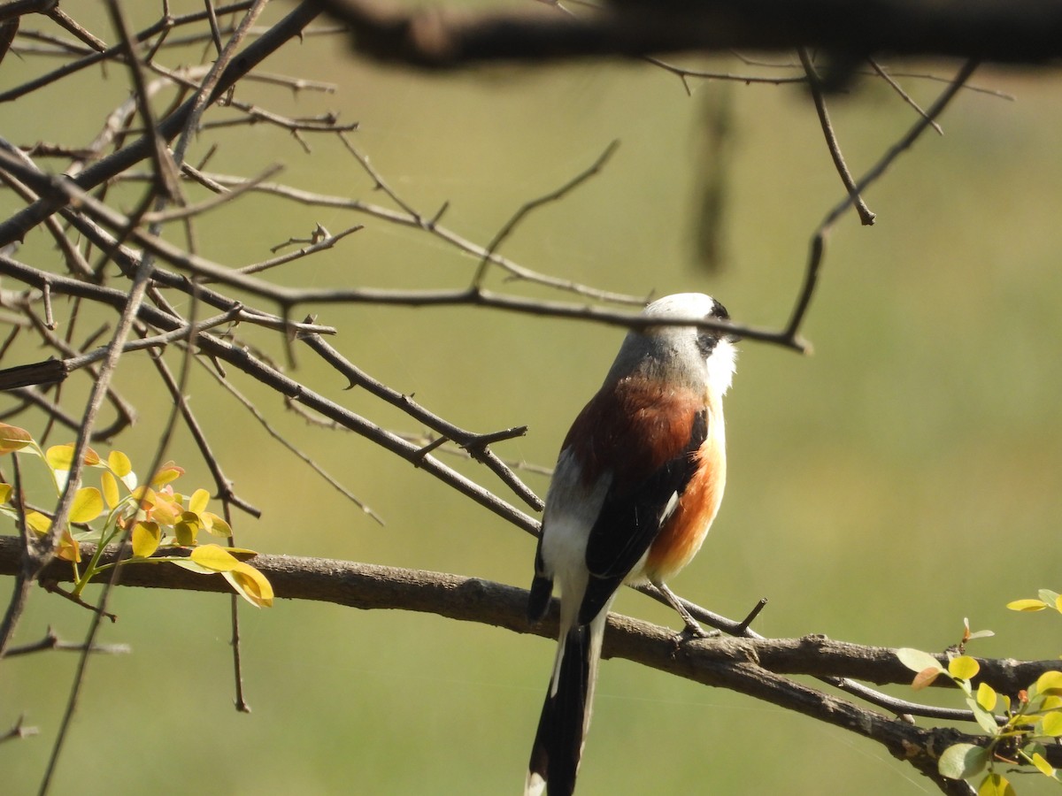 Bay-backed Shrike - ML637965659